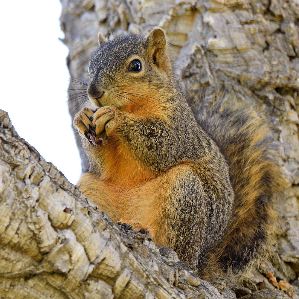 Squirrel3.jpg