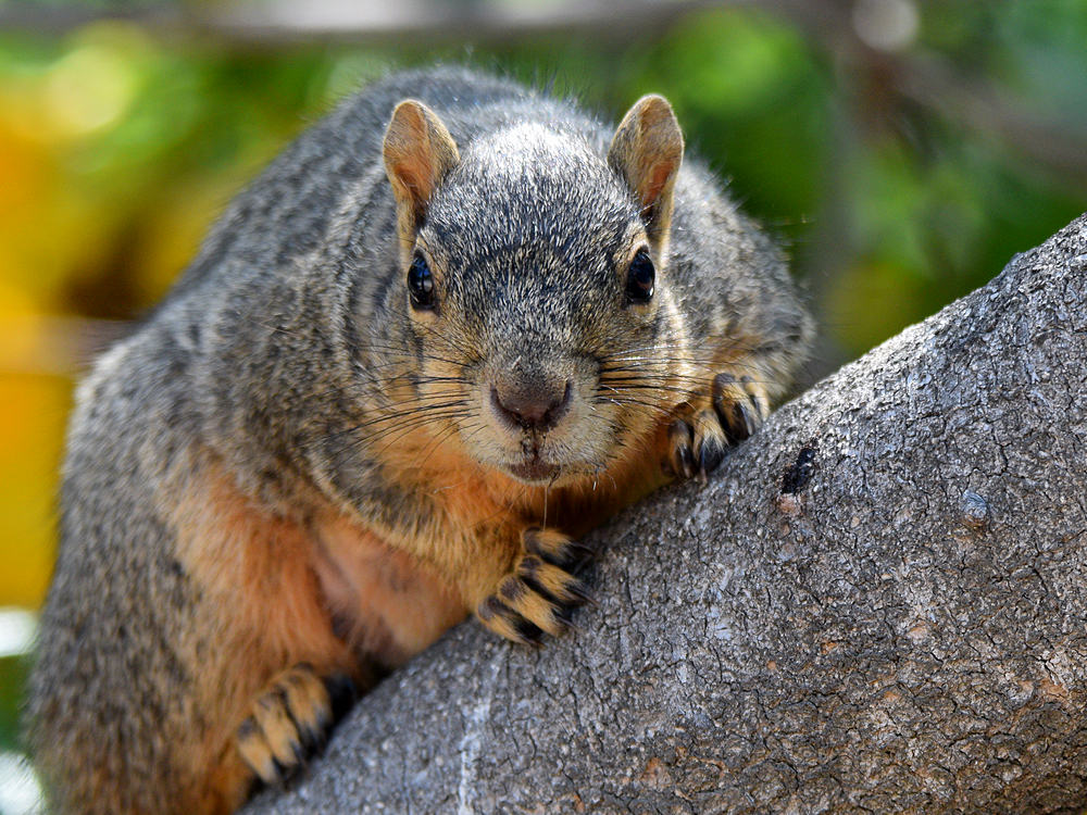 Squirrel3.jpg