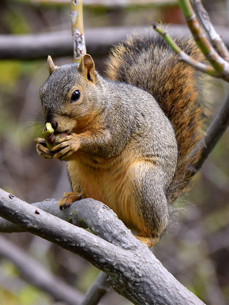 Squirrel3.jpg