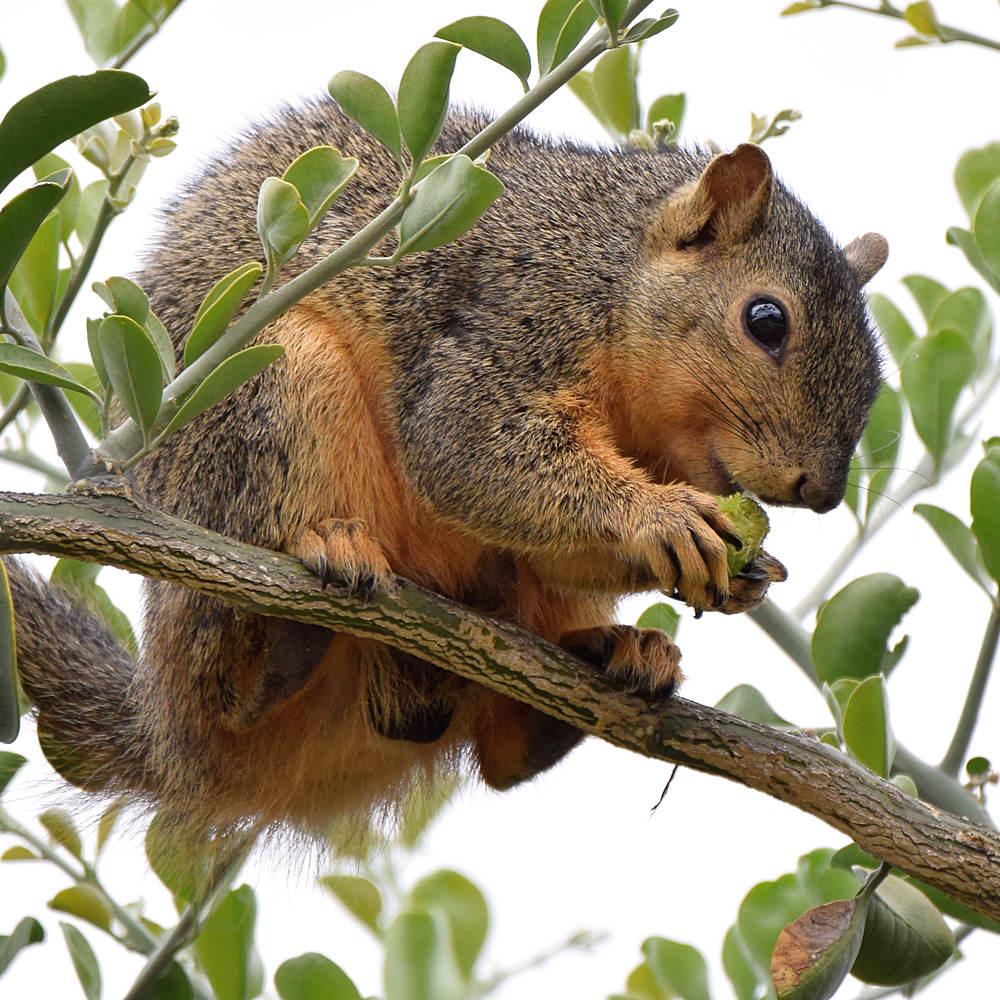 Squirrel3.jpg