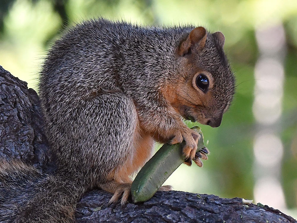 Squirrel3.jpg