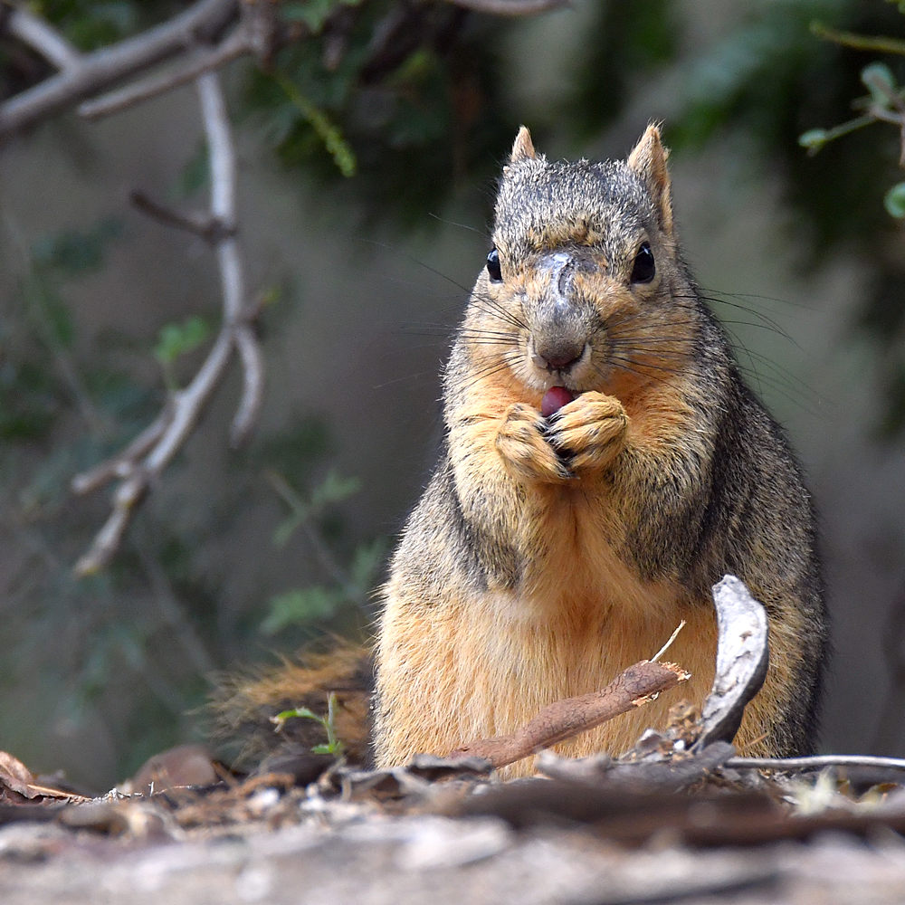 Squirrel3.jpg