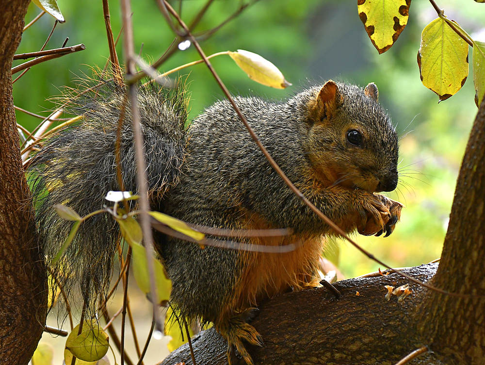 Squirrel3.jpg