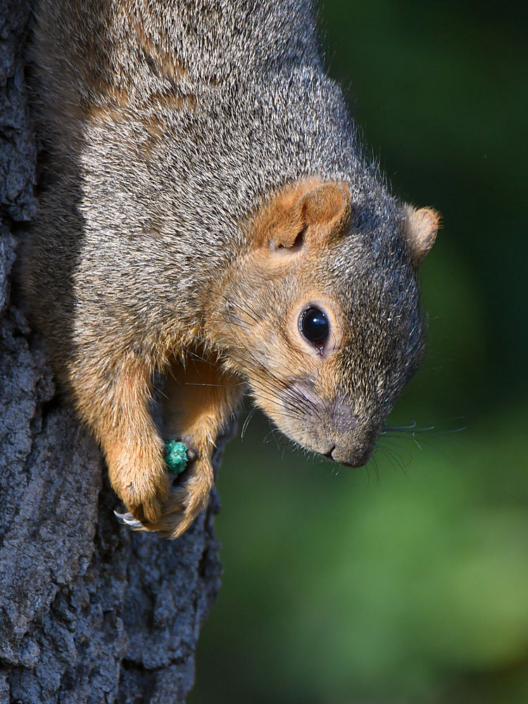 Squirrel3.jpg