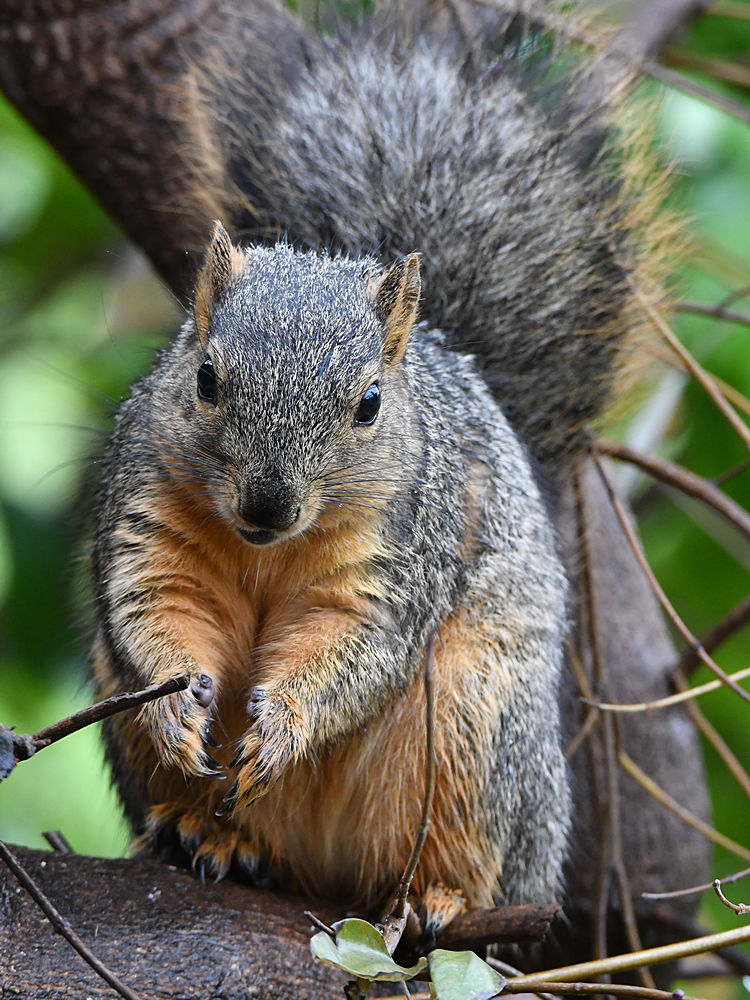 Squirrel3.jpg