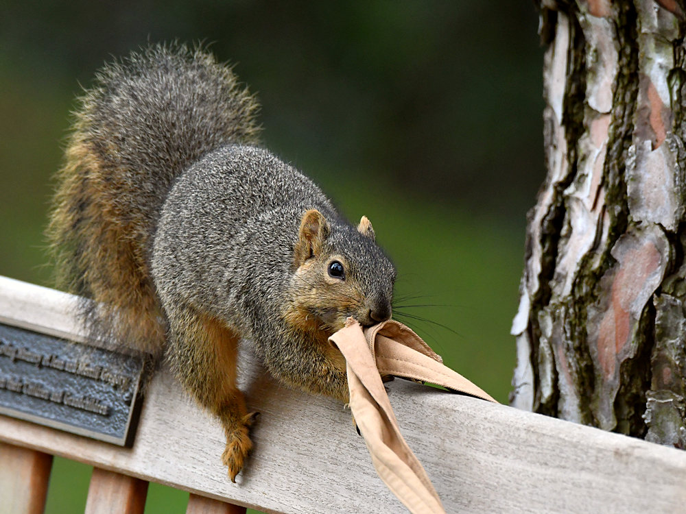 Squirrel3.jpg