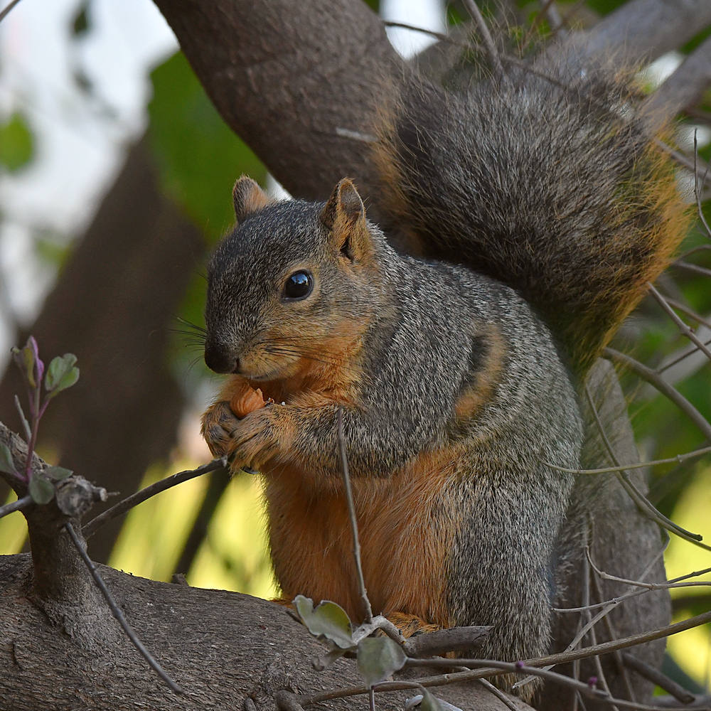 Squirrel3.jpg