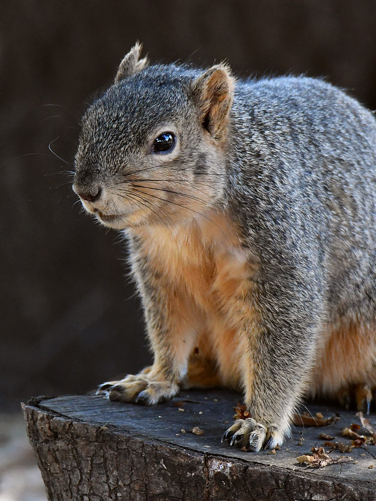 Squirrel3.jpg