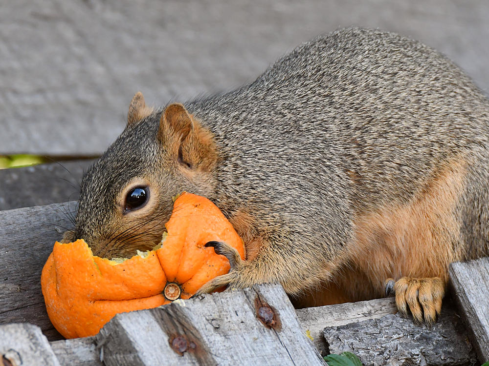 Squirrel3.jpg