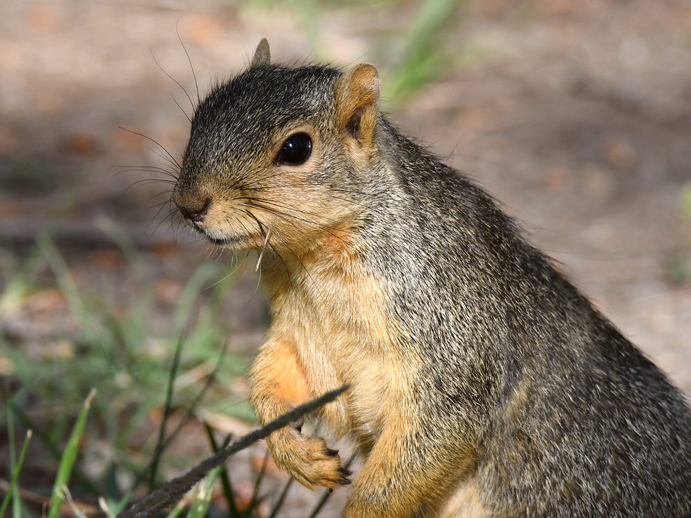 Squirrel3.jpg