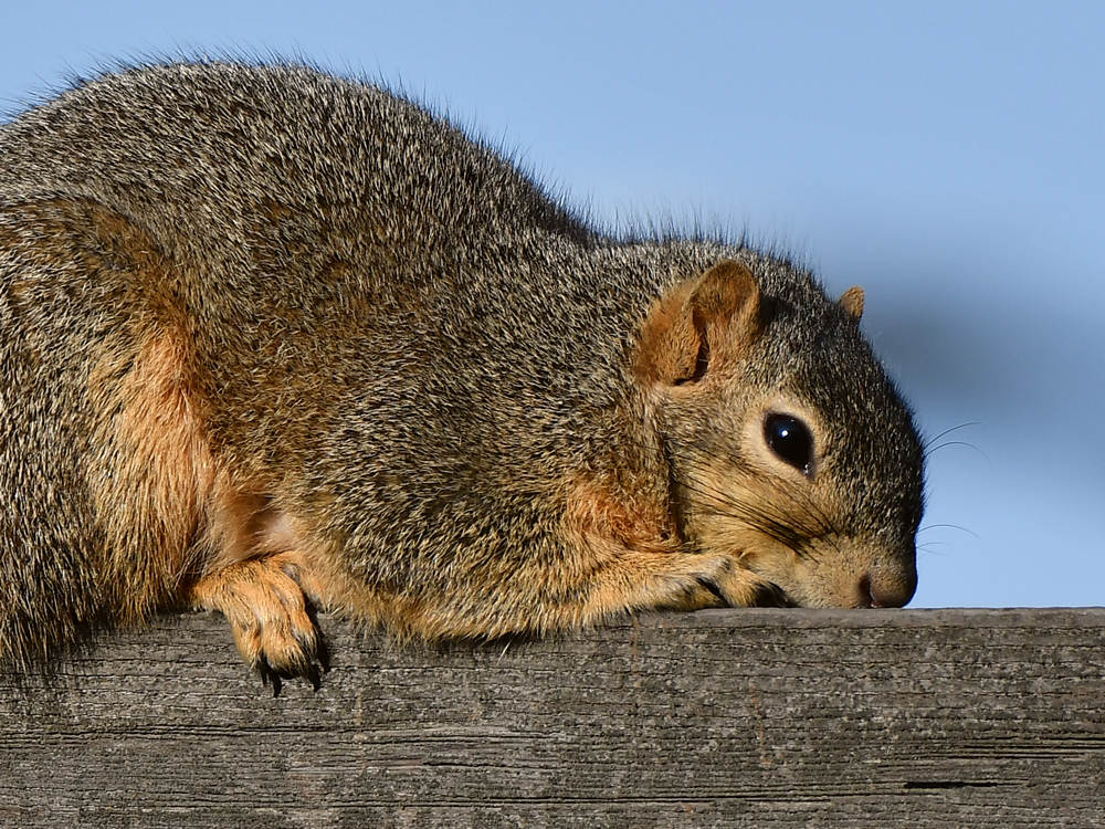 Squirrel3.jpg