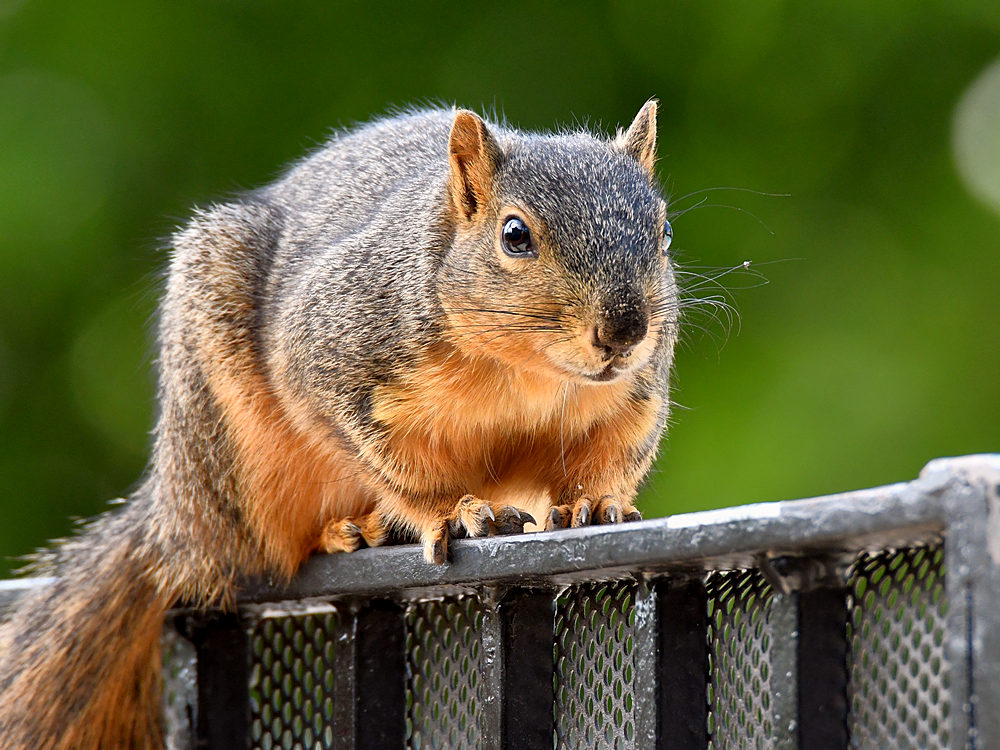 Squirrel3.jpg
