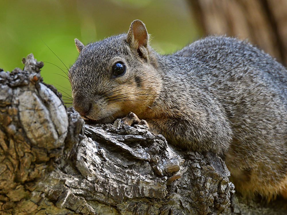 Squirrel3.jpg