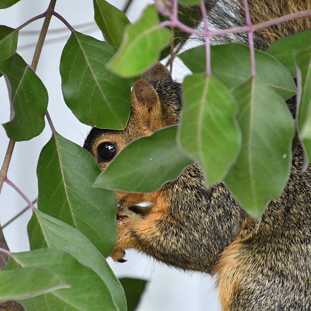 Squirrel3.jpg