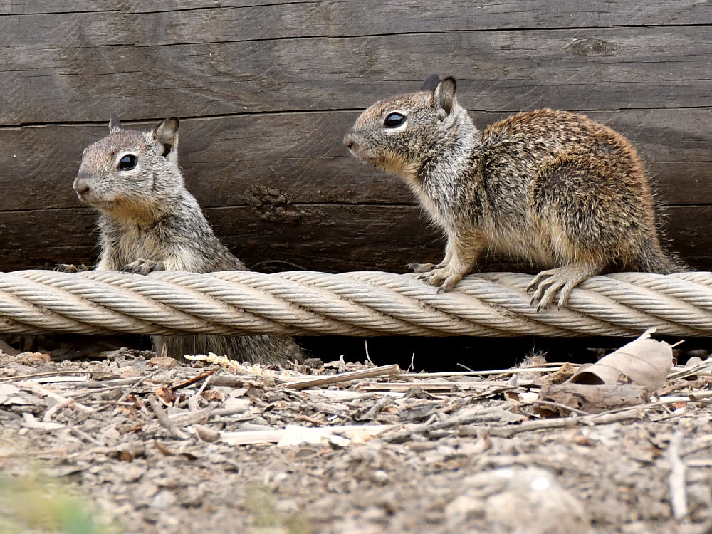 Squirrel3.jpg