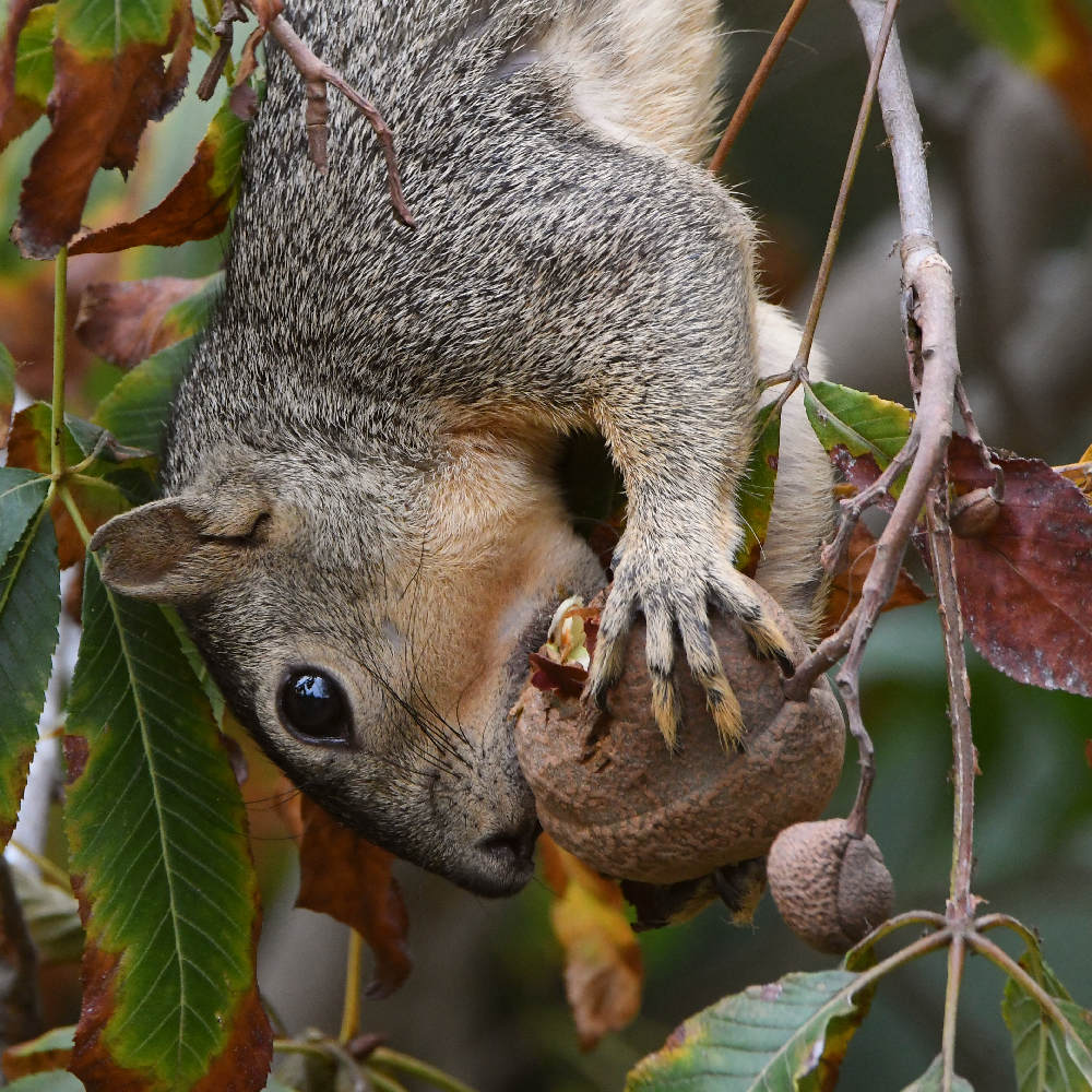 Squirrel3.jpg
