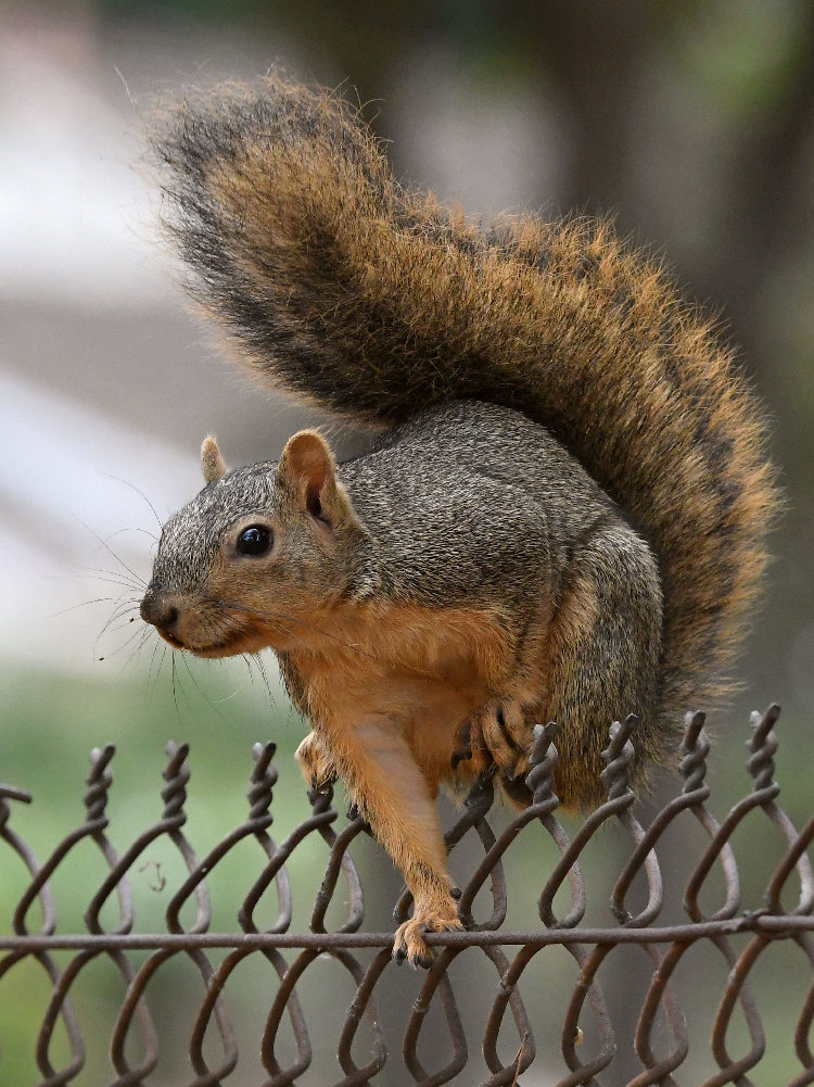 Squirrel3.jpg