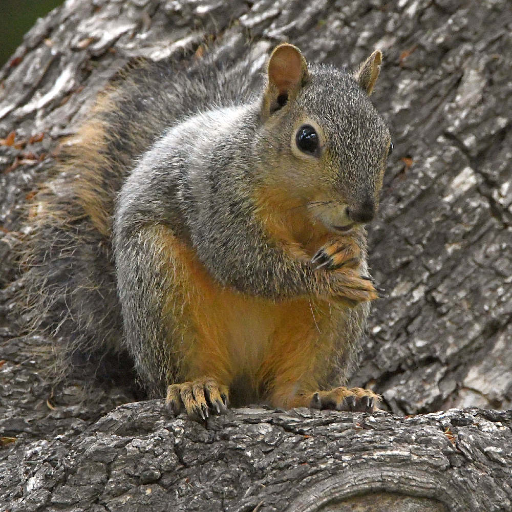 Squirrel3.jpg