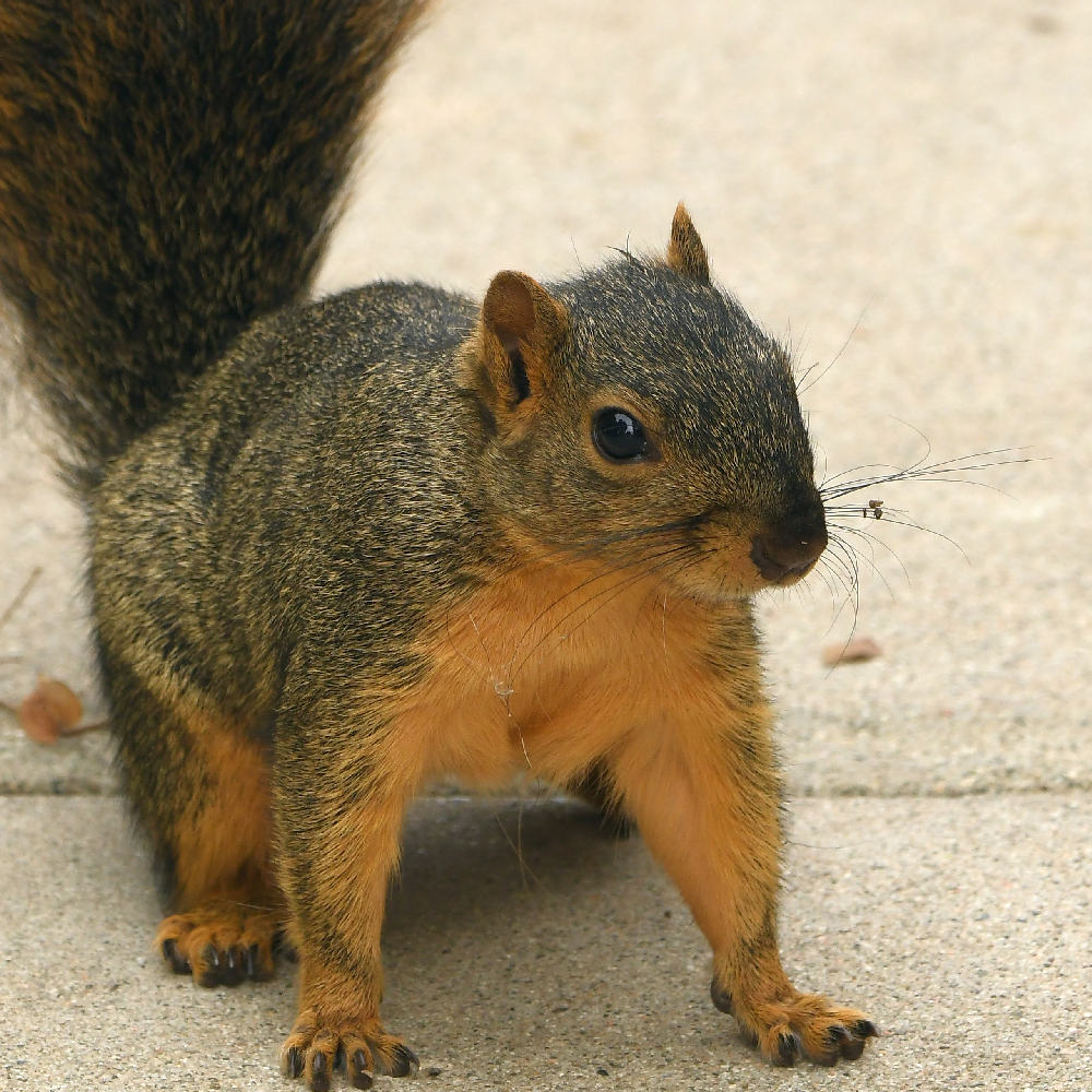 Squirrel3.jpg