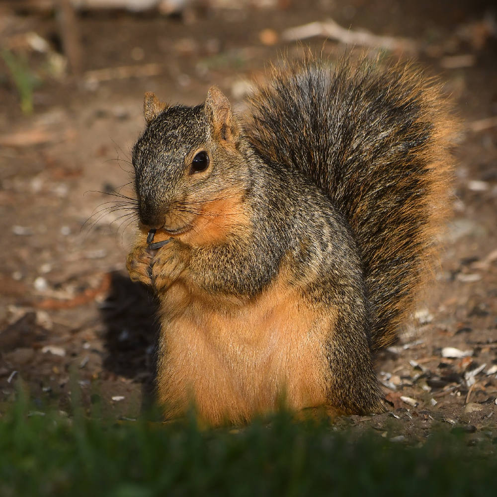Squirrel3.jpg