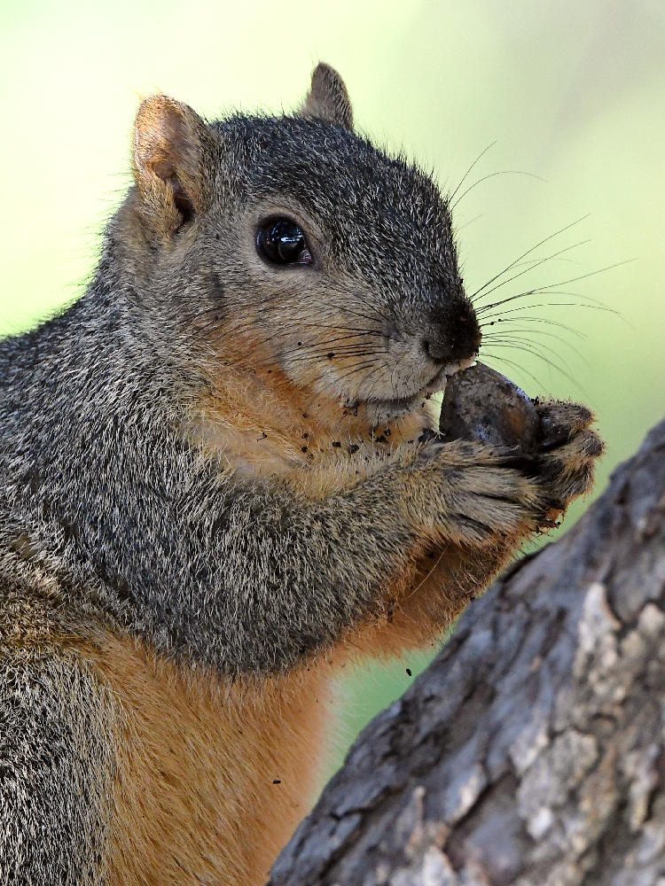 Squirrel3.jpg