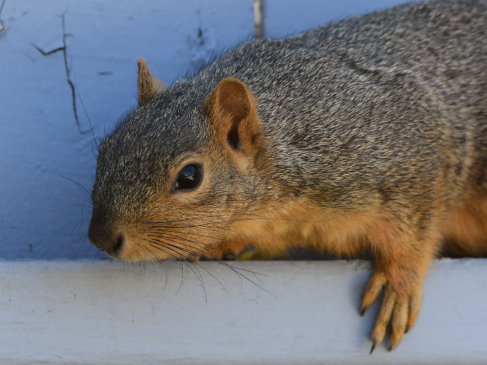 Squirrel3.jpg
