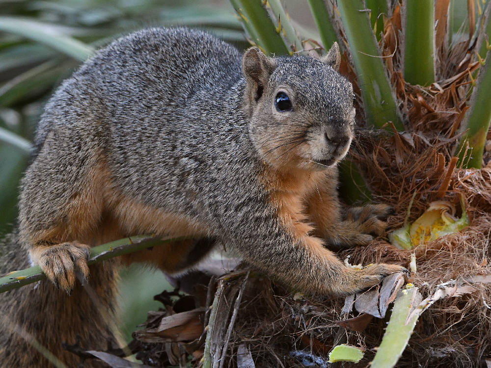 Squirrel3.jpg