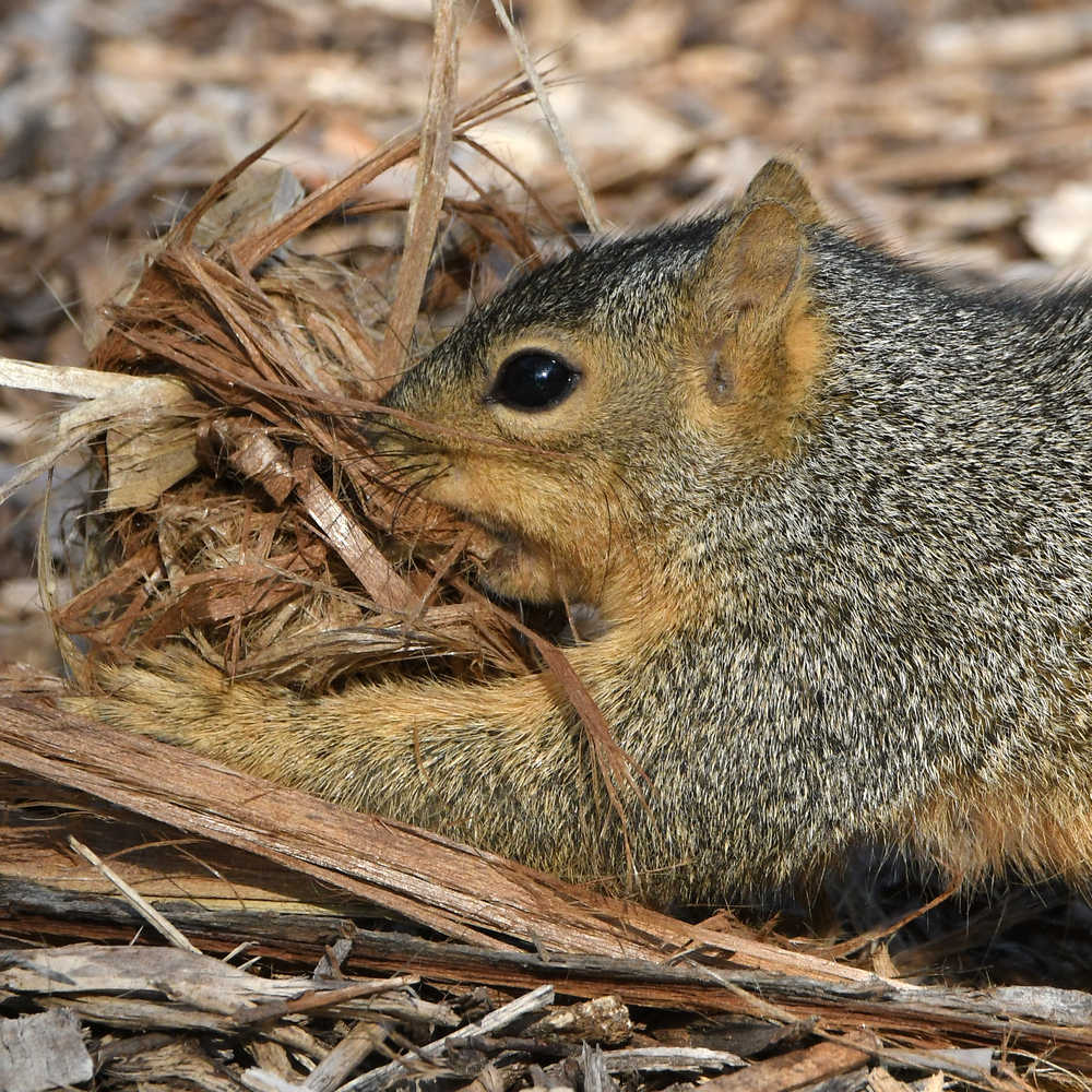 Squirrel3.jpg