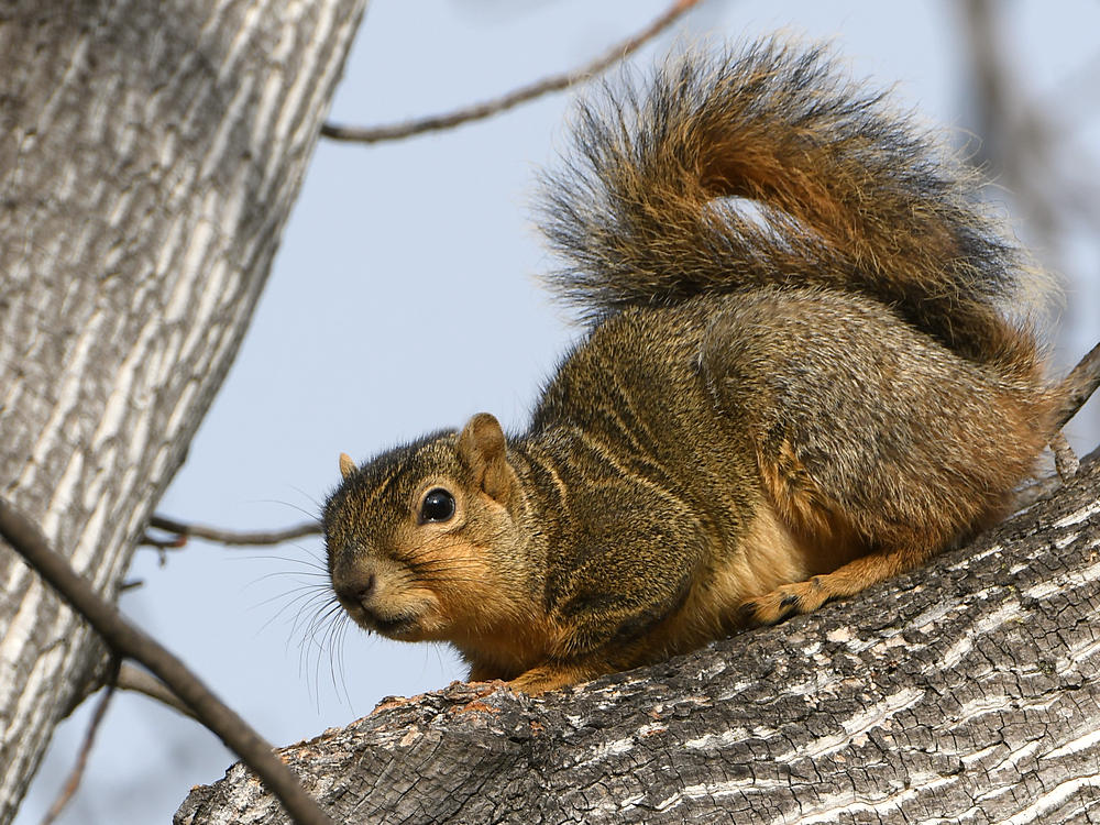 Squirrel3.jpg