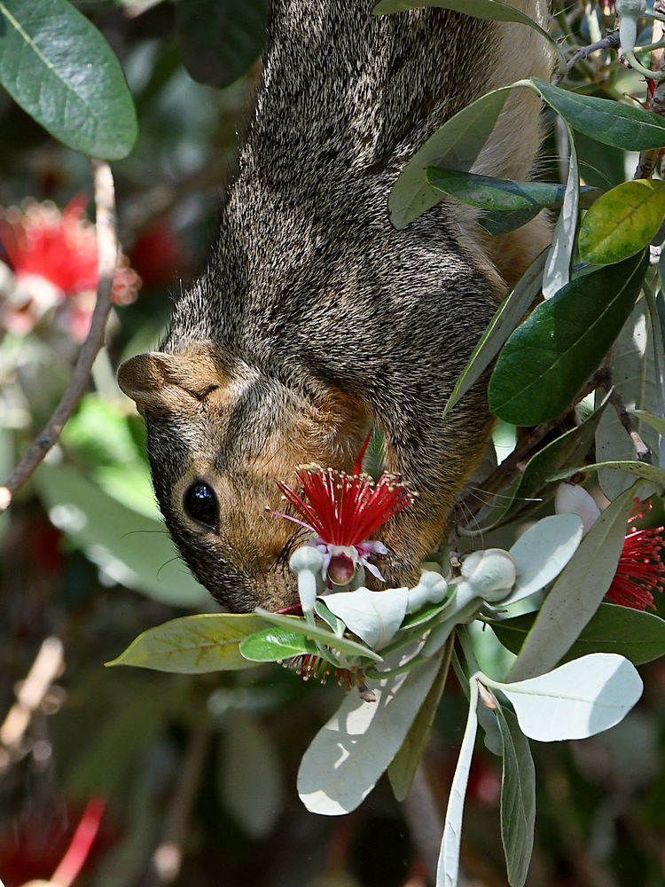 Squirrel3.jpg