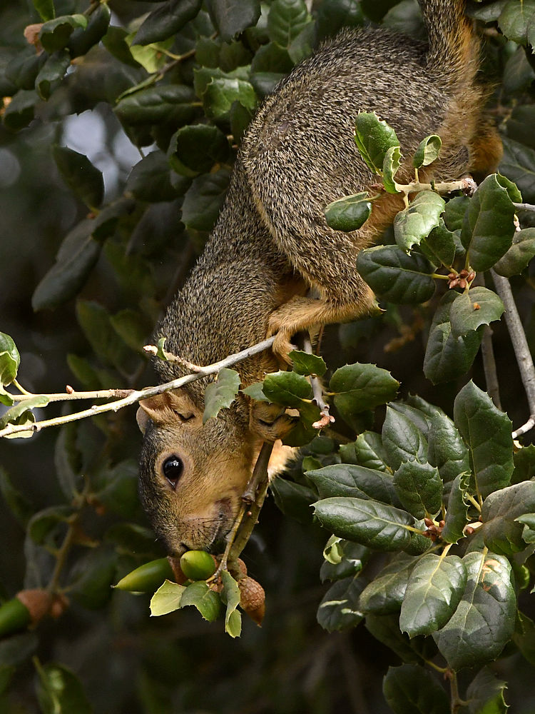 Squirrel3.jpg