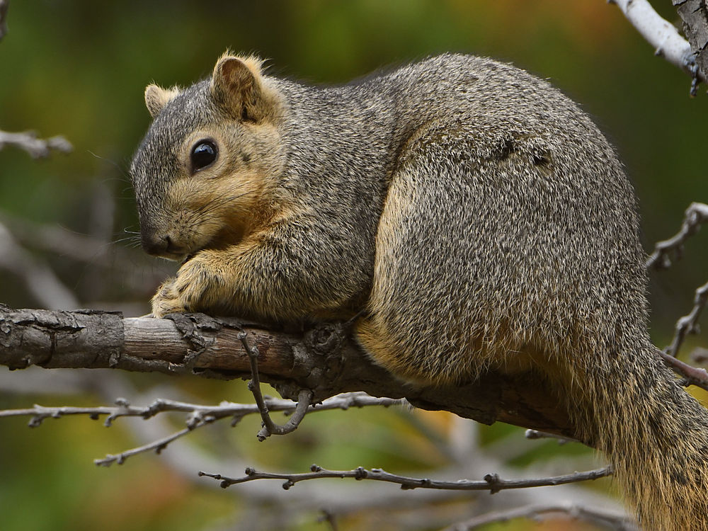 Squirrel3.jpg