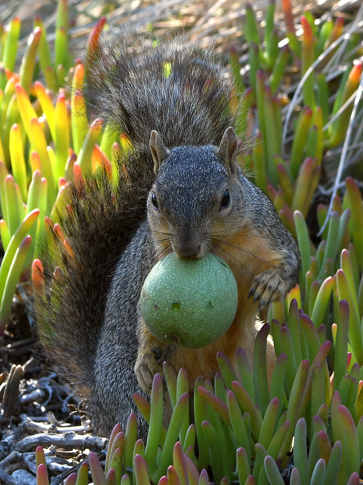 Squirrel3.jpg