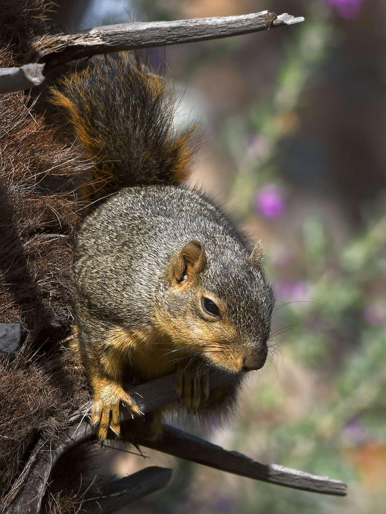 Squirrel3.jpg
