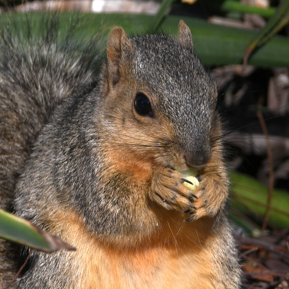 Squirrel3.jpg