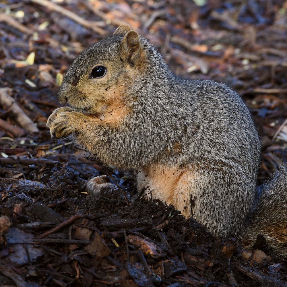 Squirrel3.jpg