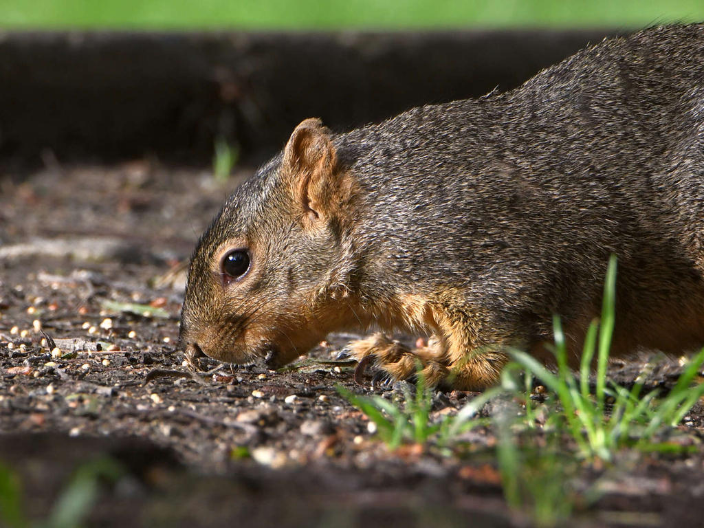 Squirrel3.jpg