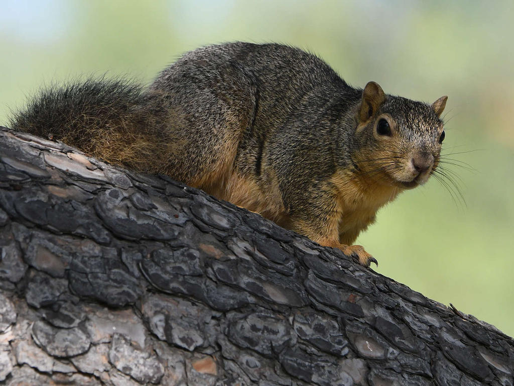 Squirrel3.jpg