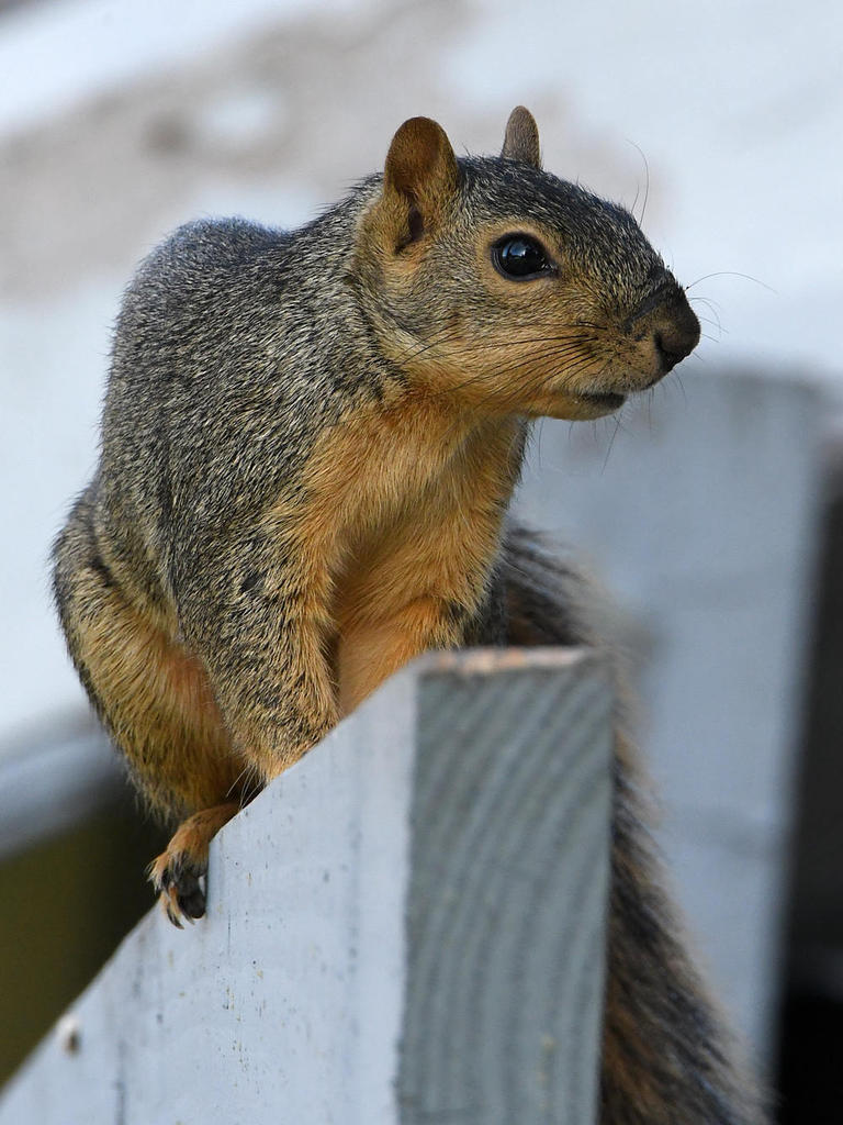 Squirrel3.jpg