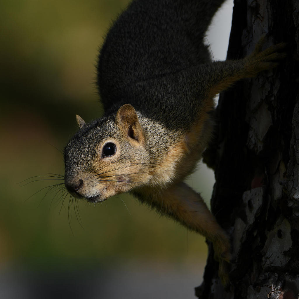 Squirrel3.jpg