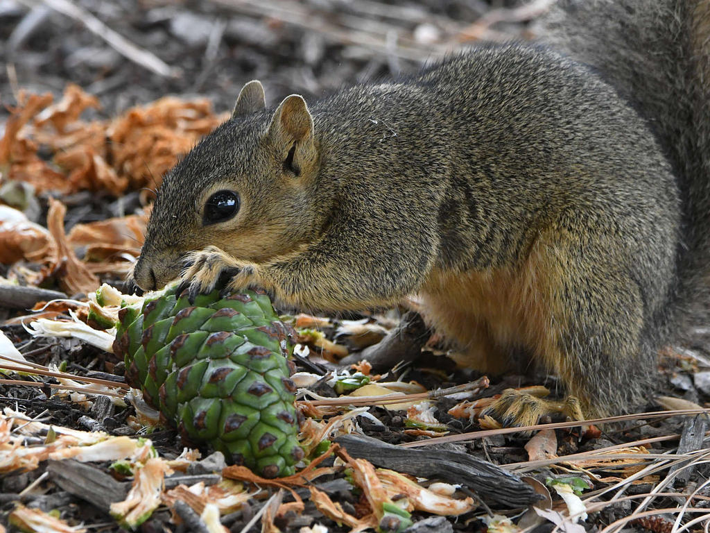 Squirrel3.jpg