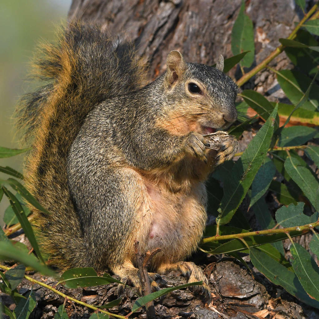 Squirrel3.jpg