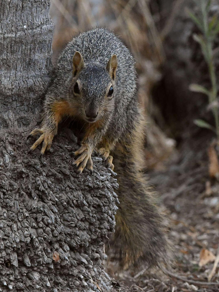 Squirrel3.jpg