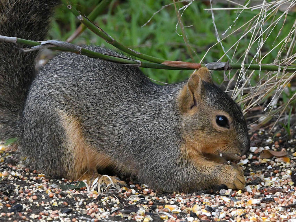 Squirrel3.jpg