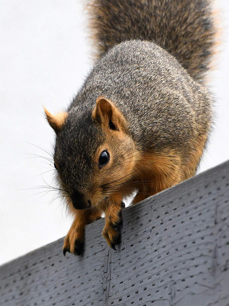 Squirrel3.jpg