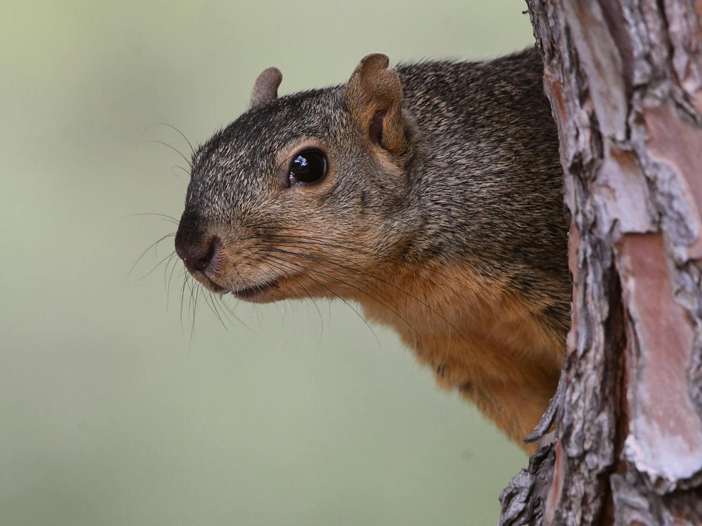 Squirrel3.jpg
