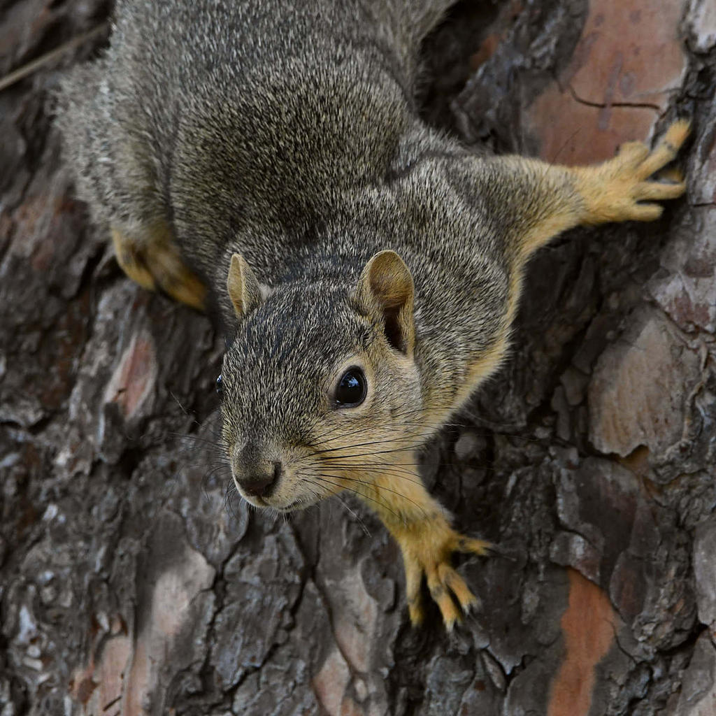 Squirrel3.jpg