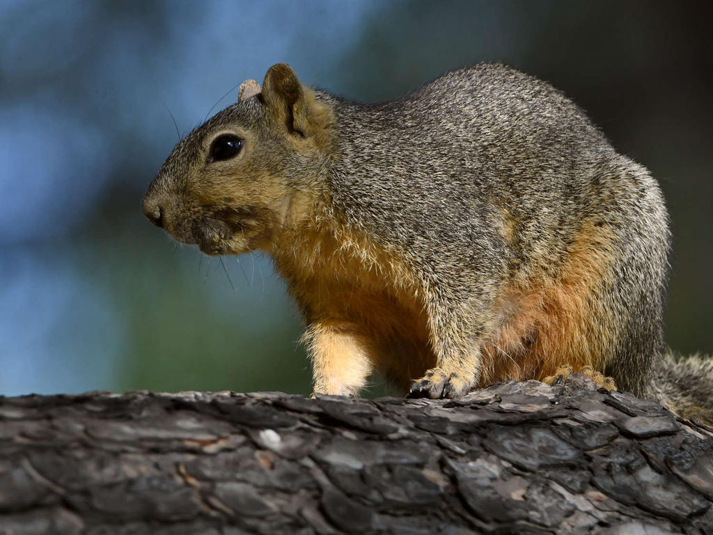 Squirrel3.jpg