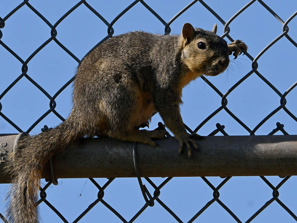 Squirrel3.jpg