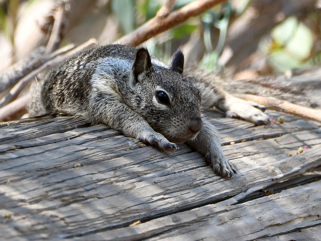 Squirrel3.jpg